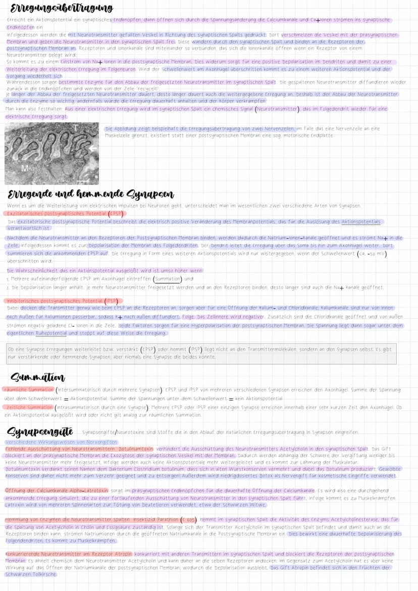 Nervenzellen
Dendrit
Zellkern
Soma bezeichnet den Körper der Nervenzelle
Zellkern befindet sich im Soma
Extrazellulor
Membran
Soma
●
Am Ende