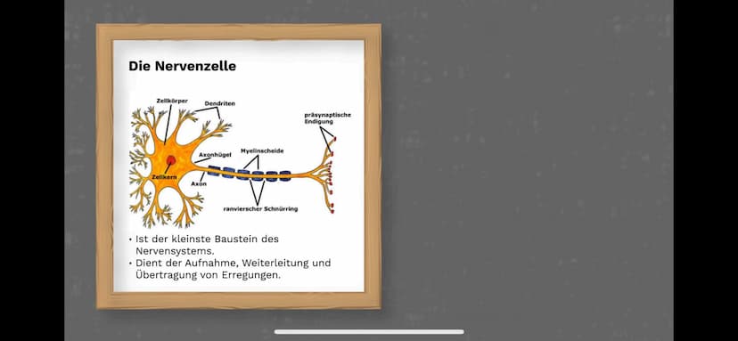 Das Nervensystem
By:
Abdurahman El-Dassouki
Annika Hagemann
Maida Huskic Das Menschliche Nervensystem
Durchquert den ganzen Körper
und Steue