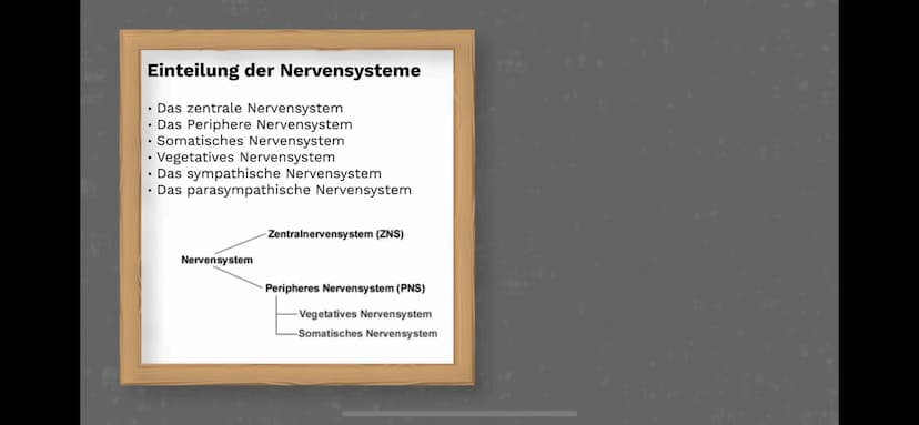 Das Nervensystem
By:
Abdurahman El-Dassouki
Annika Hagemann
Maida Huskic Das Menschliche Nervensystem
Durchquert den ganzen Körper
und Steue
