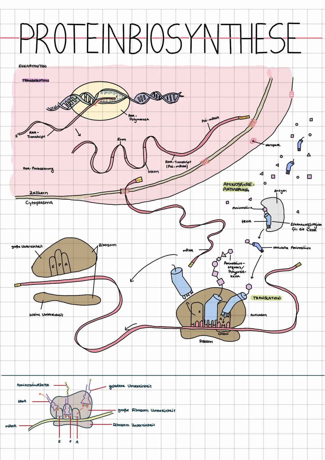 PROTEINBIOSYNTHESE
MRNA
EUKARYONTEN
TRANSKRIPTION
RNA-
Transkript
RNA-Prozessierung
große Untereinheit
VILA
Zellkern
Cytoplasma
tRNA
FAA
kei