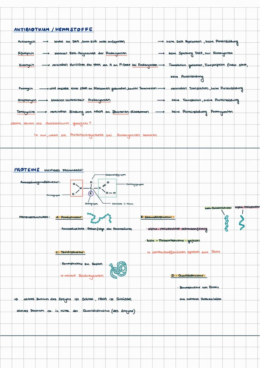 PROTEINBIOSYNTHESE
MRNA
EUKARYONTEN
TRANSKRIPTION
RNA-
Transkript
RNA-Prozessierung
große Untereinheit
VILA
Zellkern
Cytoplasma
tRNA
FAA
kei