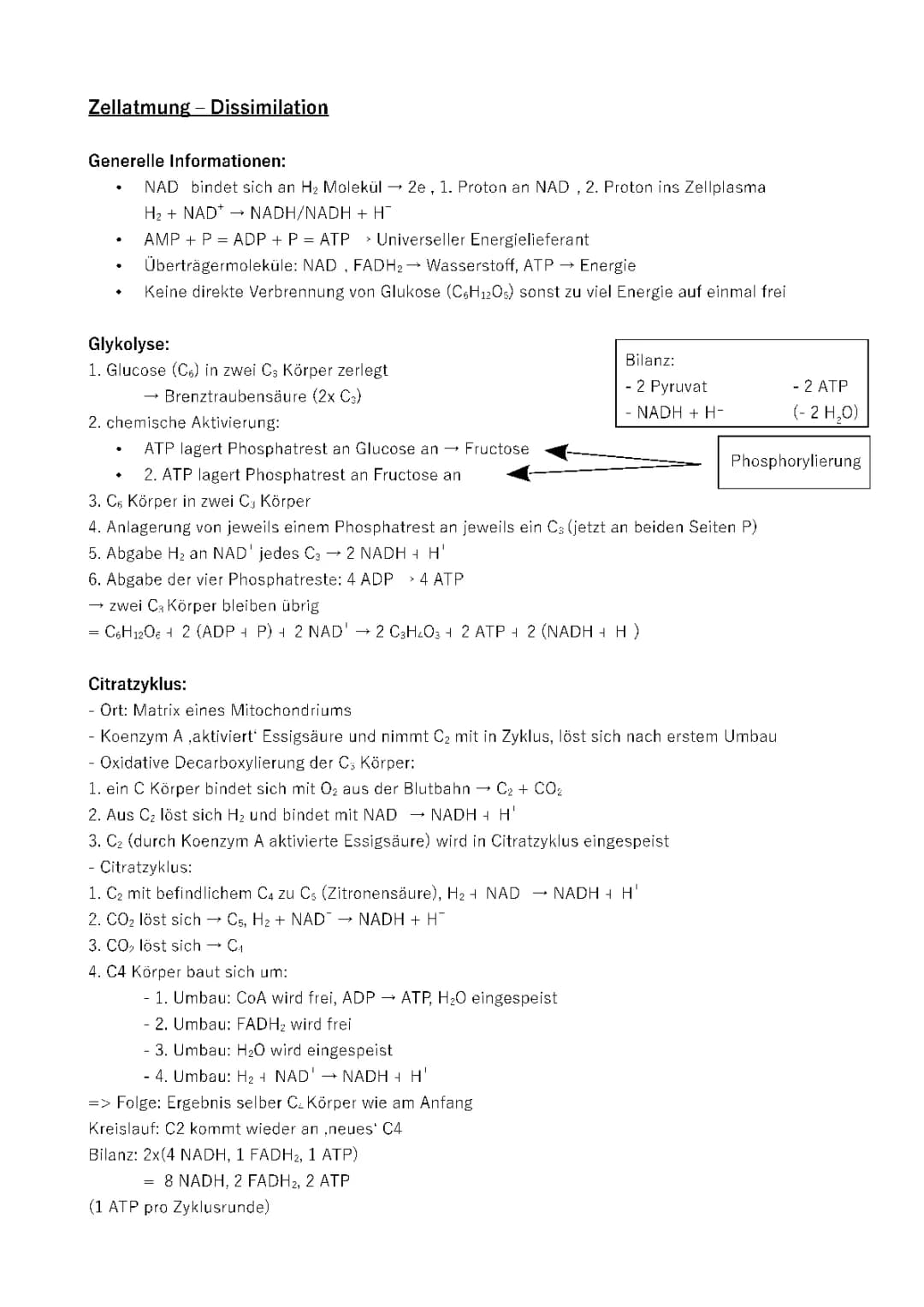 Aerobe Dissimilation erklärt – Zellatmung, Glykolyse und Atmungskette