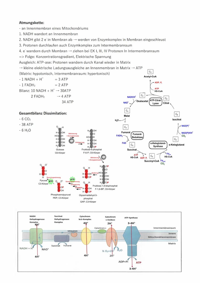 Zellatmung - Dissimilation
Generelle Informationen:
NAD bindet sich an H₂ Molekül → 2e, 1. Proton an NAD*, 2. Proton ins Zellplasma
H₂ + NAD