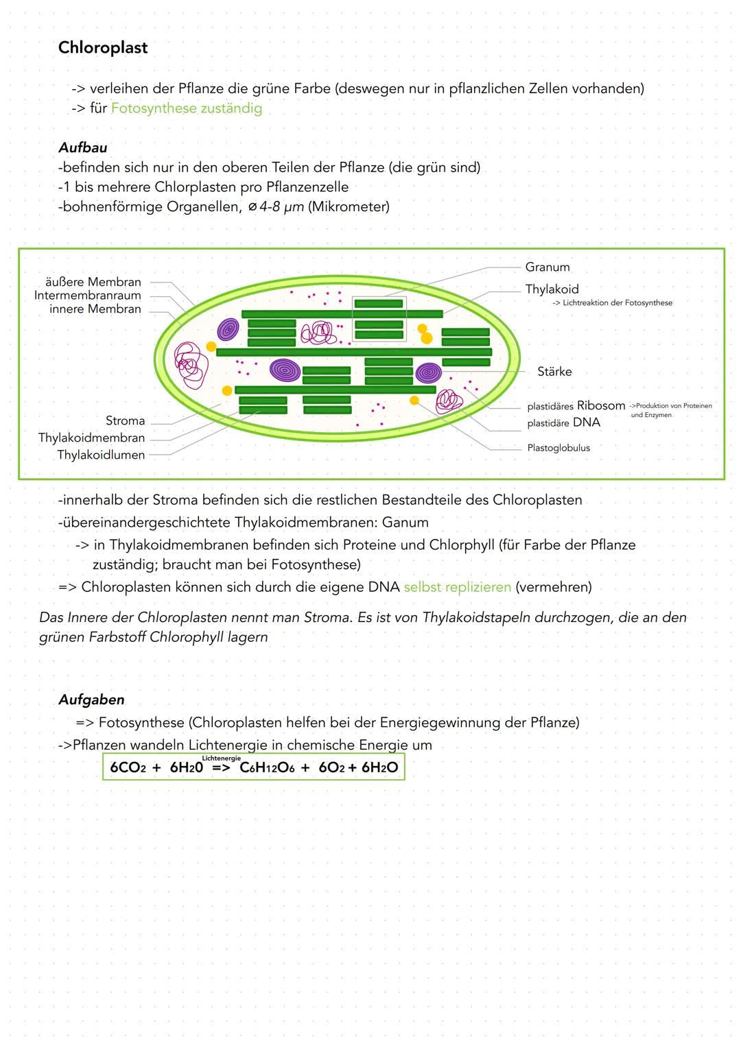 Chloroplast

-> verleihen der Pflanze die grüne Farbe (deswegen nur in pflanzlichen Zellen vorhanden)

-> für Fotosynthese zuständig

Aufbau