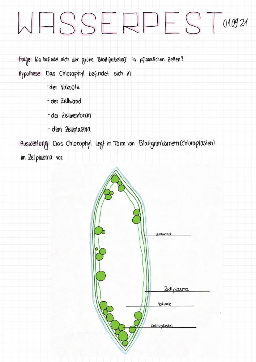 WASSERPEST 0¹10921
Frage: Wo befindet sich der grüne Blatt farbstoff in pflanzlichen Zellen?
Hypothese: Das Chlorophyl befindet sich in
der 
