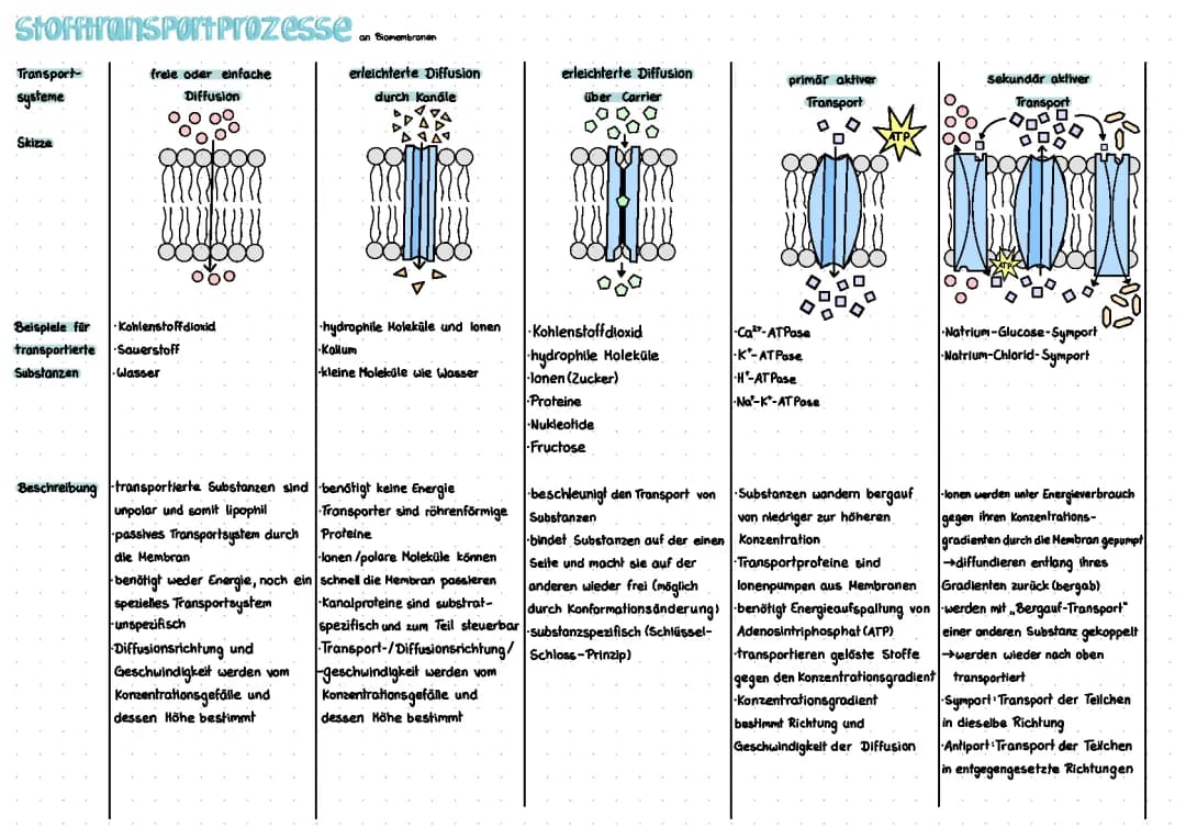 Stofftransportprozesse an der Biomembran