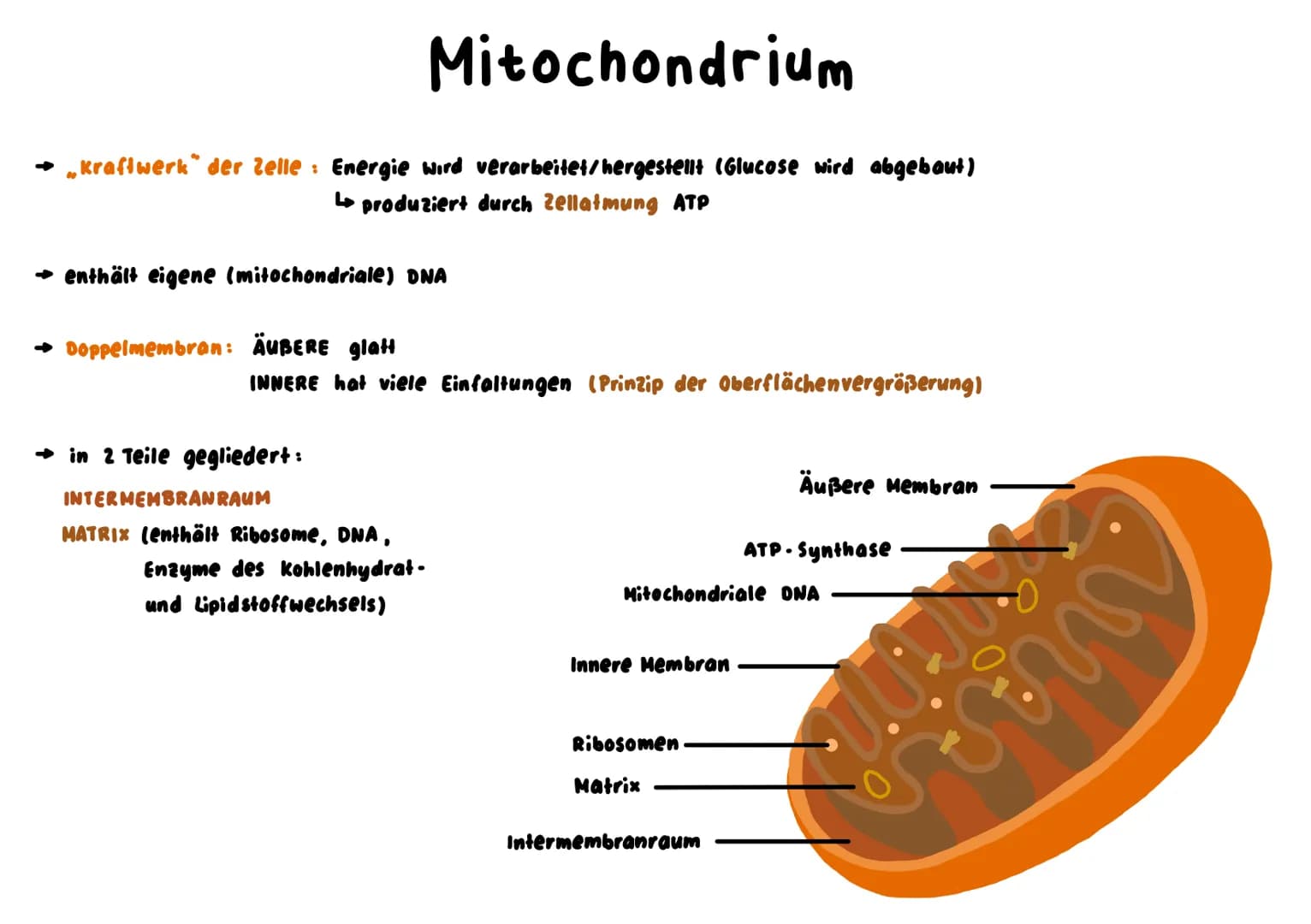 Mitochondrium
kraftwerk der Zelle: Energie wird verarbeitet/hergestellt (Glucose wird abgebaut)
L produziert durch Zellatmung ATP
→ enthält 