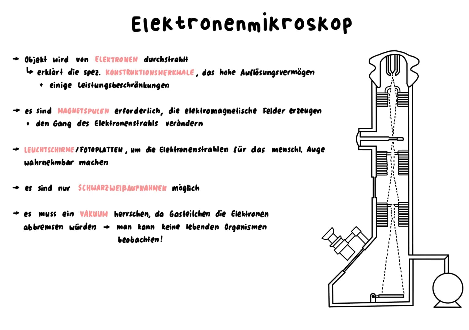 Mitochondrium
kraftwerk der Zelle: Energie wird verarbeitet/hergestellt (Glucose wird abgebaut)
L produziert durch Zellatmung ATP
→ enthält 