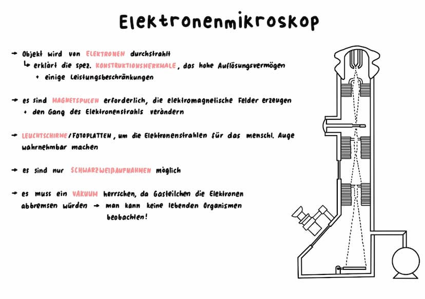 Mitochondrium
kraftwerk der Zelle: Energie wird verarbeitet/hergestellt (Glucose wird abgebaut)
L produziert durch Zellatmung ATP
→ enthält 