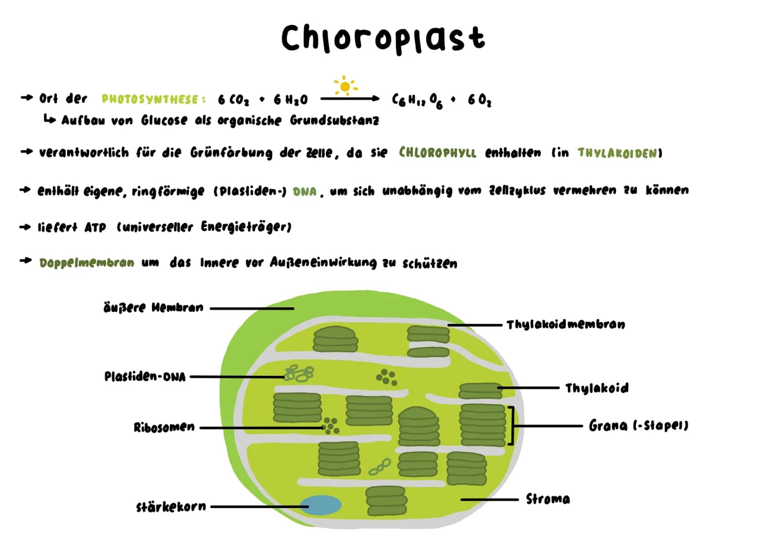Mitochondrium
kraftwerk der Zelle: Energie wird verarbeitet/hergestellt (Glucose wird abgebaut)
L produziert durch Zellatmung ATP
→ enthält 