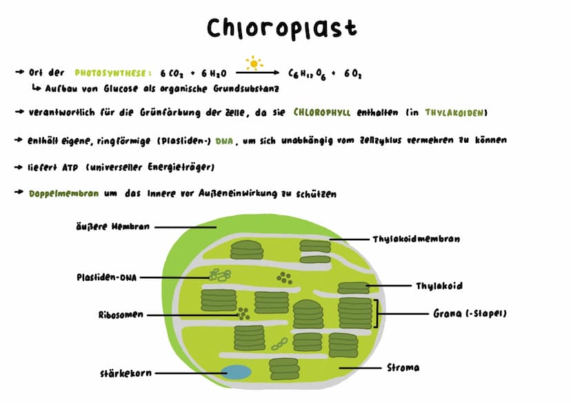 Mitochondrium
kraftwerk der Zelle: Energie wird verarbeitet/hergestellt (Glucose wird abgebaut)
L produziert durch Zellatmung ATP
→ enthält 