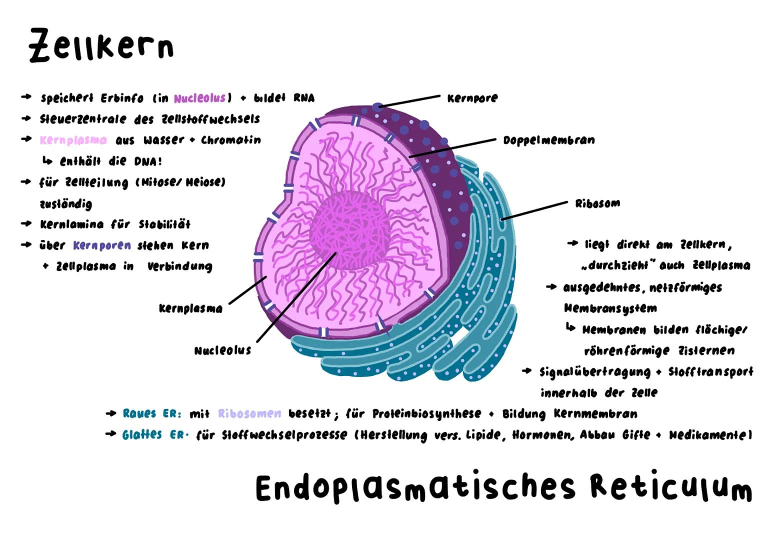 Mitochondrium
kraftwerk der Zelle: Energie wird verarbeitet/hergestellt (Glucose wird abgebaut)
L produziert durch Zellatmung ATP
→ enthält 
