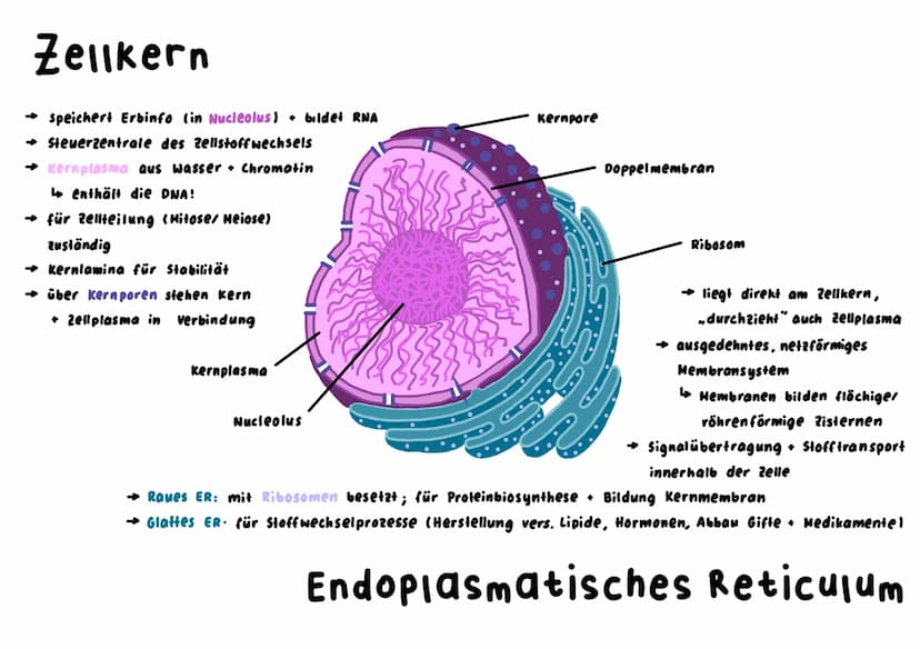 Mitochondrium
kraftwerk der Zelle: Energie wird verarbeitet/hergestellt (Glucose wird abgebaut)
L produziert durch Zellatmung ATP
→ enthält 