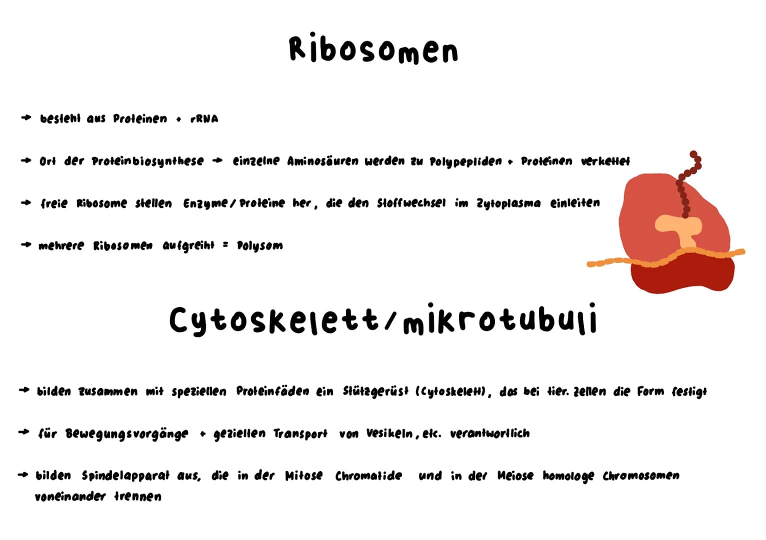 Mitochondrium
kraftwerk der Zelle: Energie wird verarbeitet/hergestellt (Glucose wird abgebaut)
L produziert durch Zellatmung ATP
→ enthält 