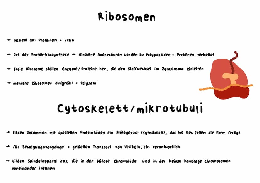 Mitochondrium
kraftwerk der Zelle: Energie wird verarbeitet/hergestellt (Glucose wird abgebaut)
L produziert durch Zellatmung ATP
→ enthält 