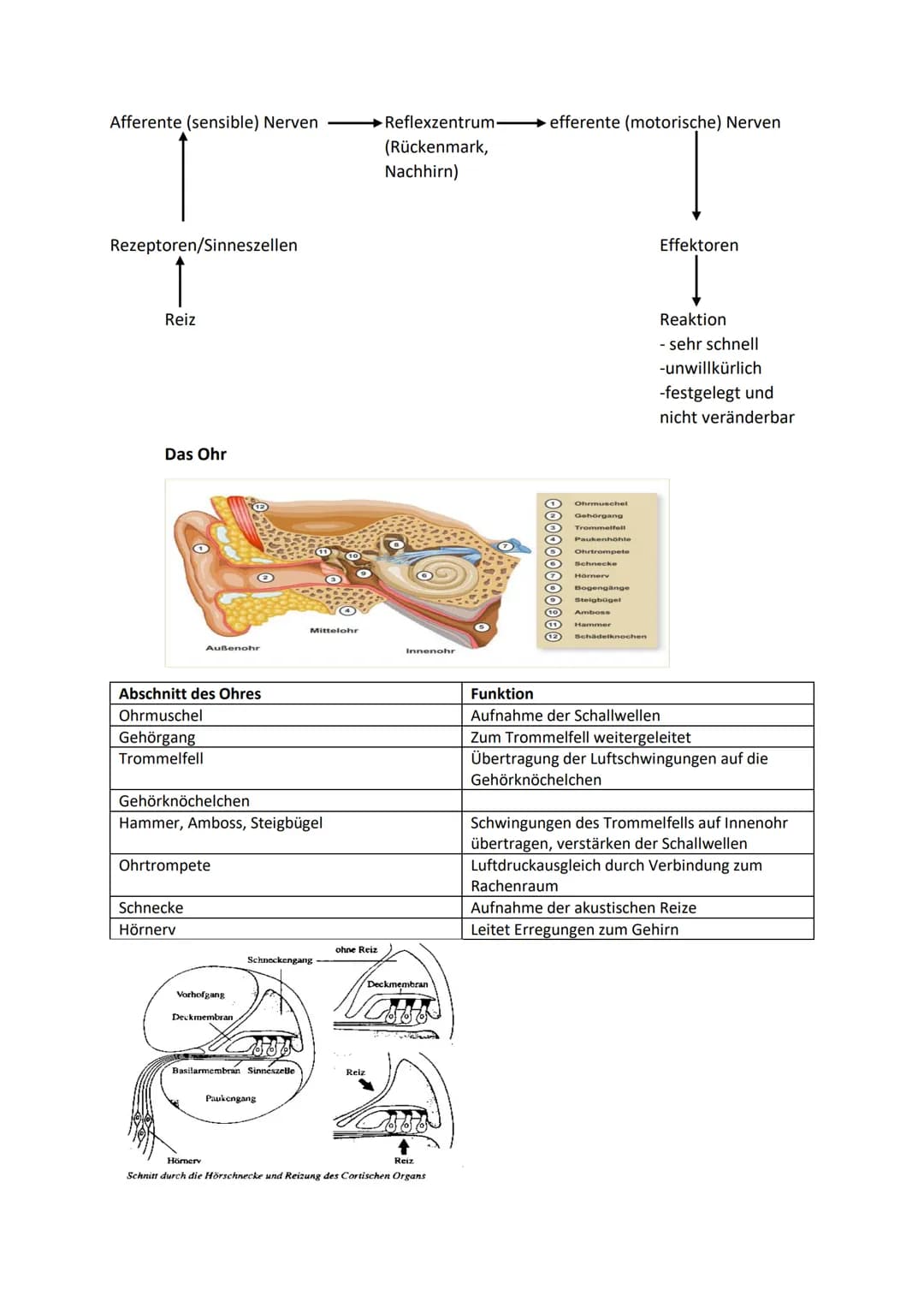 Biologie
Reize: -Umweltveränderungen, die auf den Organismus wirken und mithilfe von
Sinnesorganen aufgenommen werden.
Reizbarkeit: -Fähigke