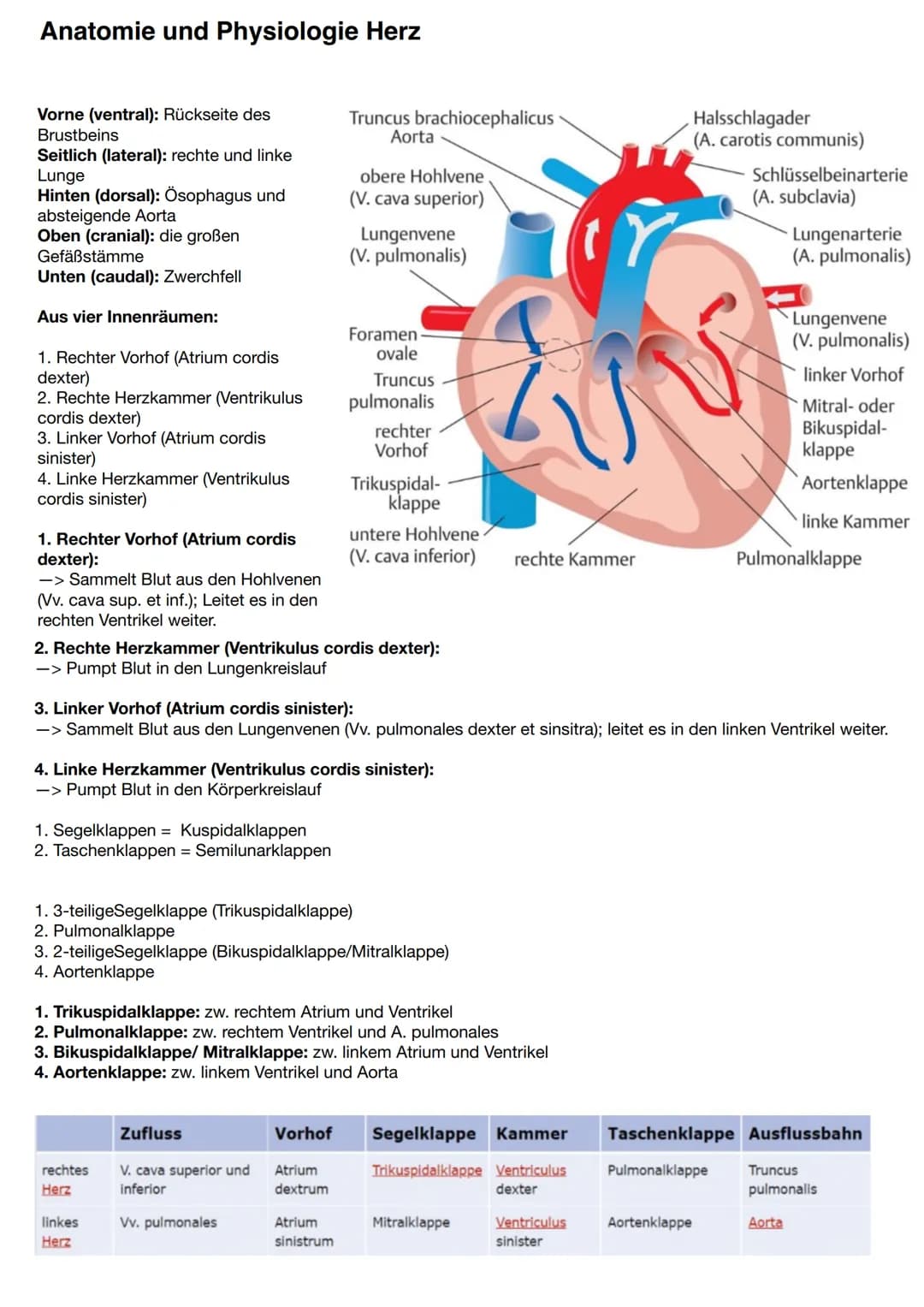 Anatomie und Physiologie Herz
Vorne (ventral): Rückseite des
Brustbeins
Seitlich (lateral): rechte und linke
Lunge
Hinten (dorsal): Ösophagu