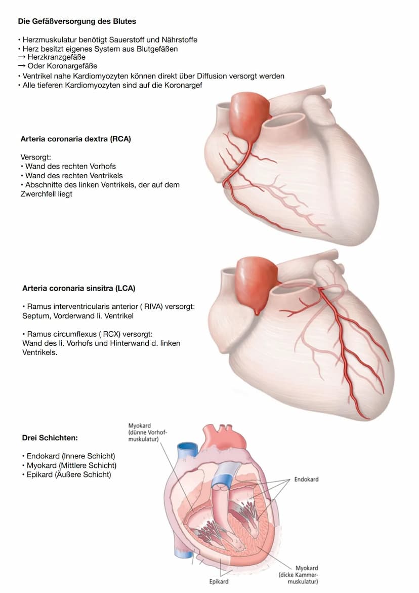 Anatomie und Physiologie Herz
Vorne (ventral): Rückseite des
Brustbeins
Seitlich (lateral): rechte und linke
Lunge
Hinten (dorsal): Ösophagu