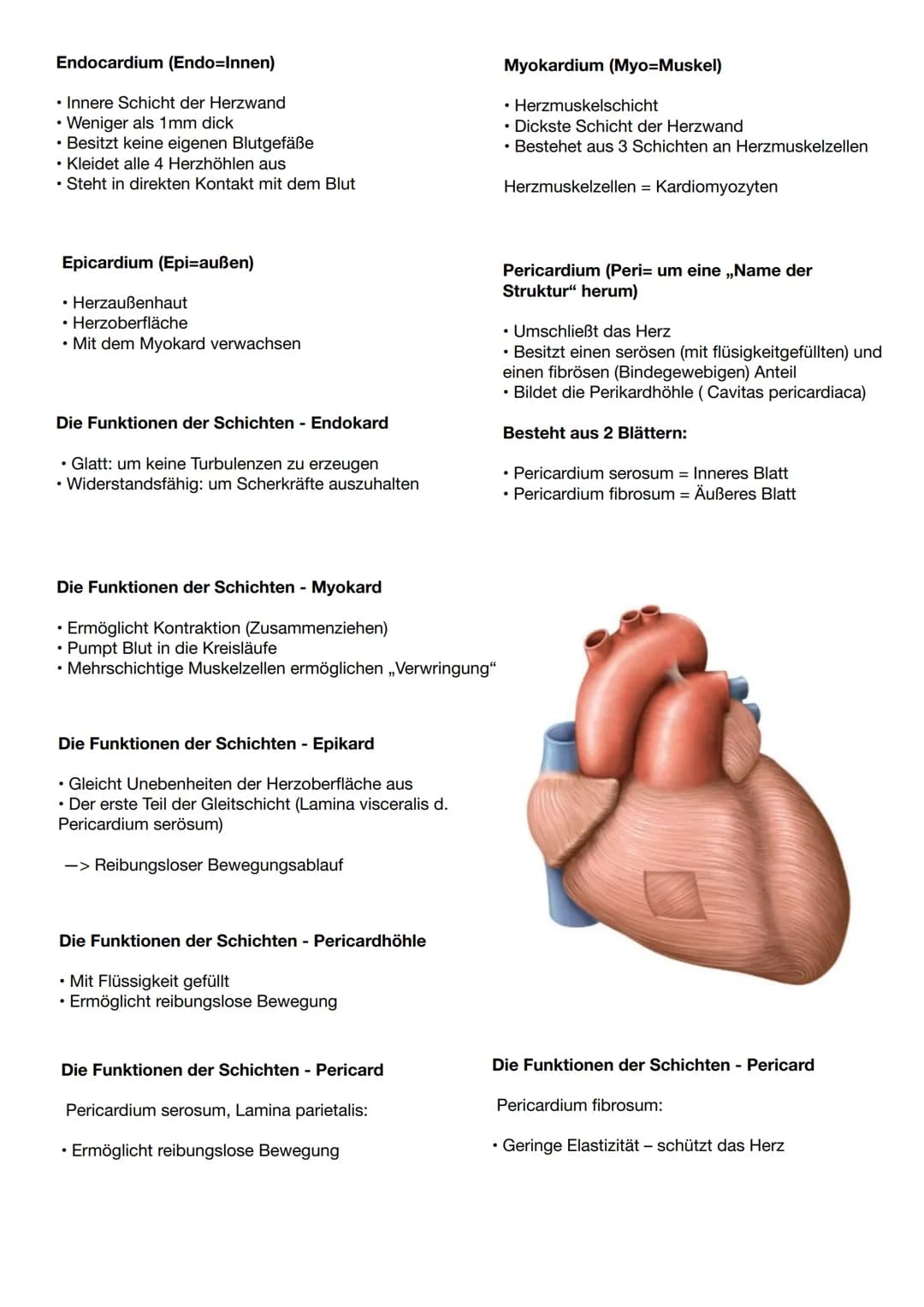 Anatomie und Physiologie Herz
Vorne (ventral): Rückseite des
Brustbeins
Seitlich (lateral): rechte und linke
Lunge
Hinten (dorsal): Ösophagu