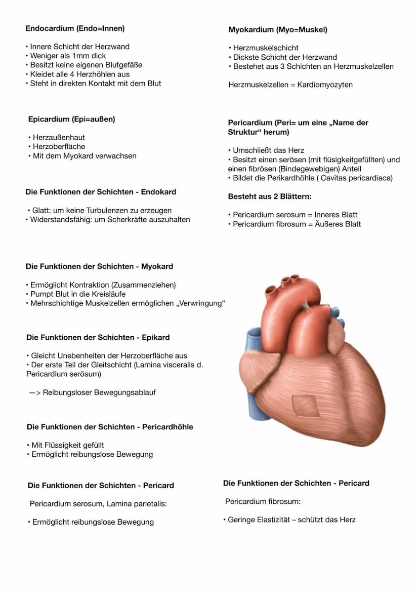 Anatomie und Physiologie Herz
Vorne (ventral): Rückseite des
Brustbeins
Seitlich (lateral): rechte und linke
Lunge
Hinten (dorsal): Ösophagu
