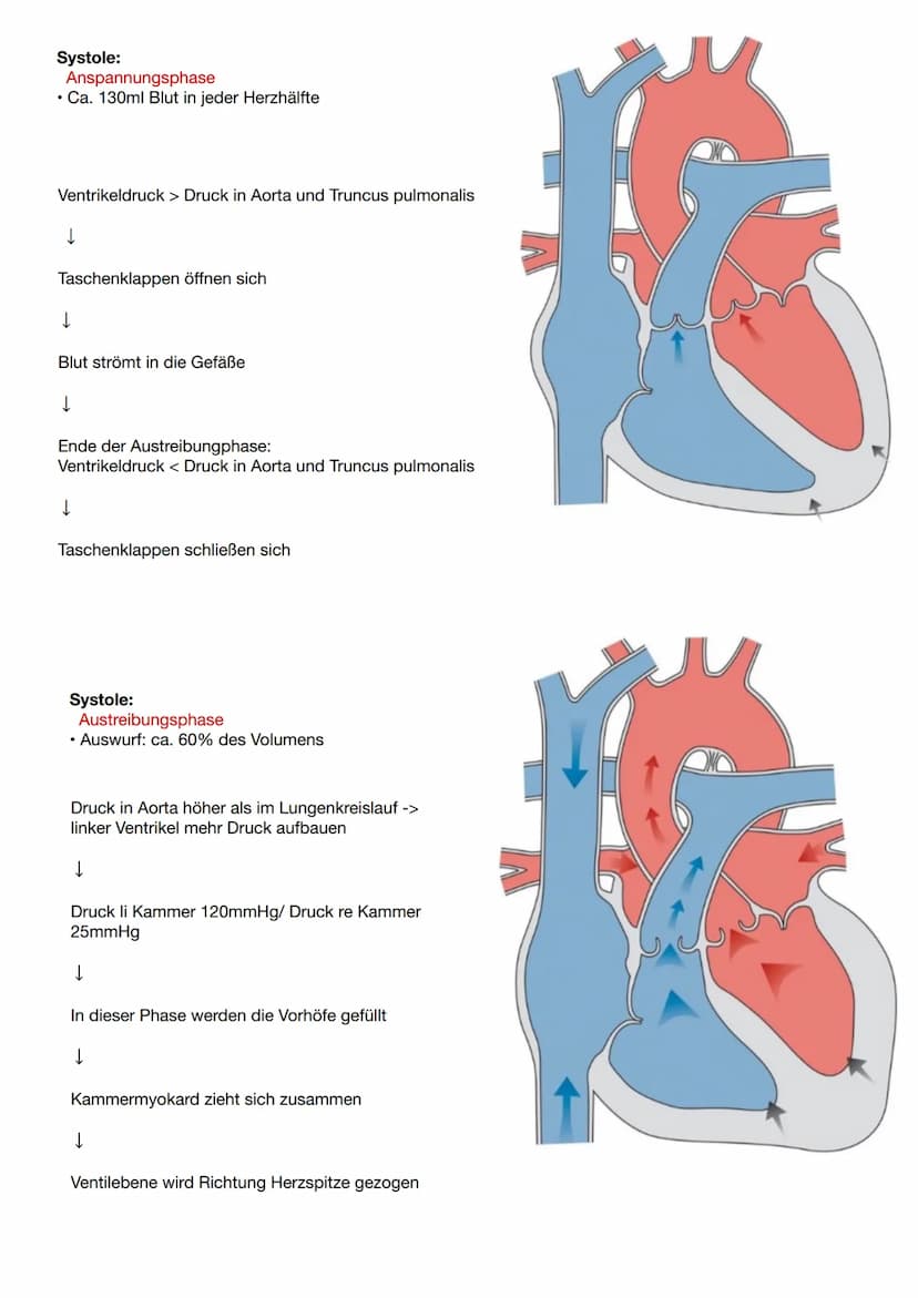 Anatomie und Physiologie Herz
Vorne (ventral): Rückseite des
Brustbeins
Seitlich (lateral): rechte und linke
Lunge
Hinten (dorsal): Ösophagu