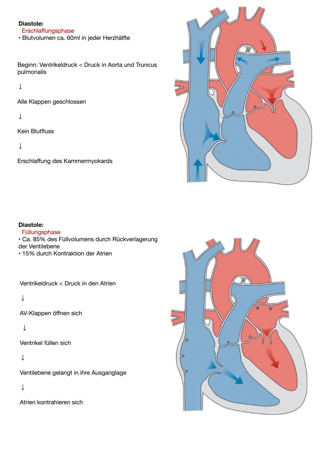 Anatomie und Physiologie Herz
Vorne (ventral): Rückseite des
Brustbeins
Seitlich (lateral): rechte und linke
Lunge
Hinten (dorsal): Ösophagu