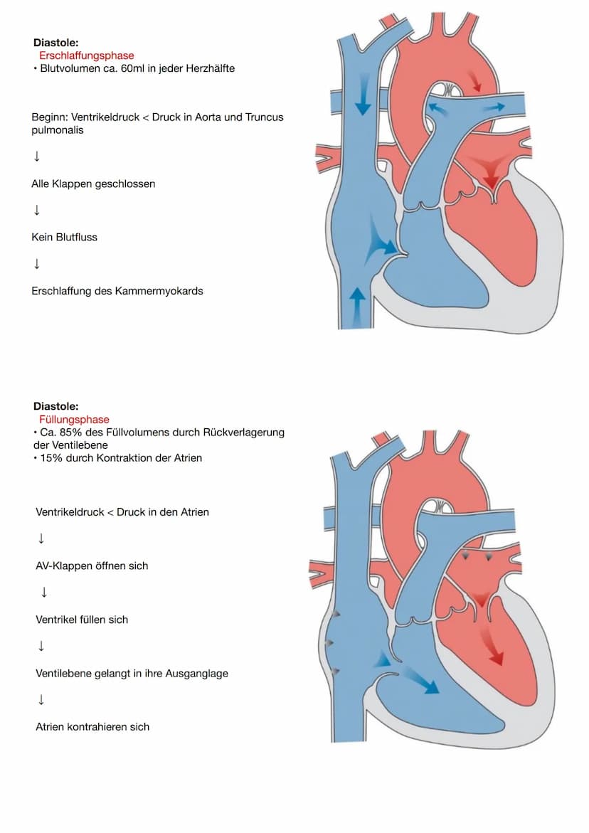 Anatomie und Physiologie Herz
Vorne (ventral): Rückseite des
Brustbeins
Seitlich (lateral): rechte und linke
Lunge
Hinten (dorsal): Ösophagu