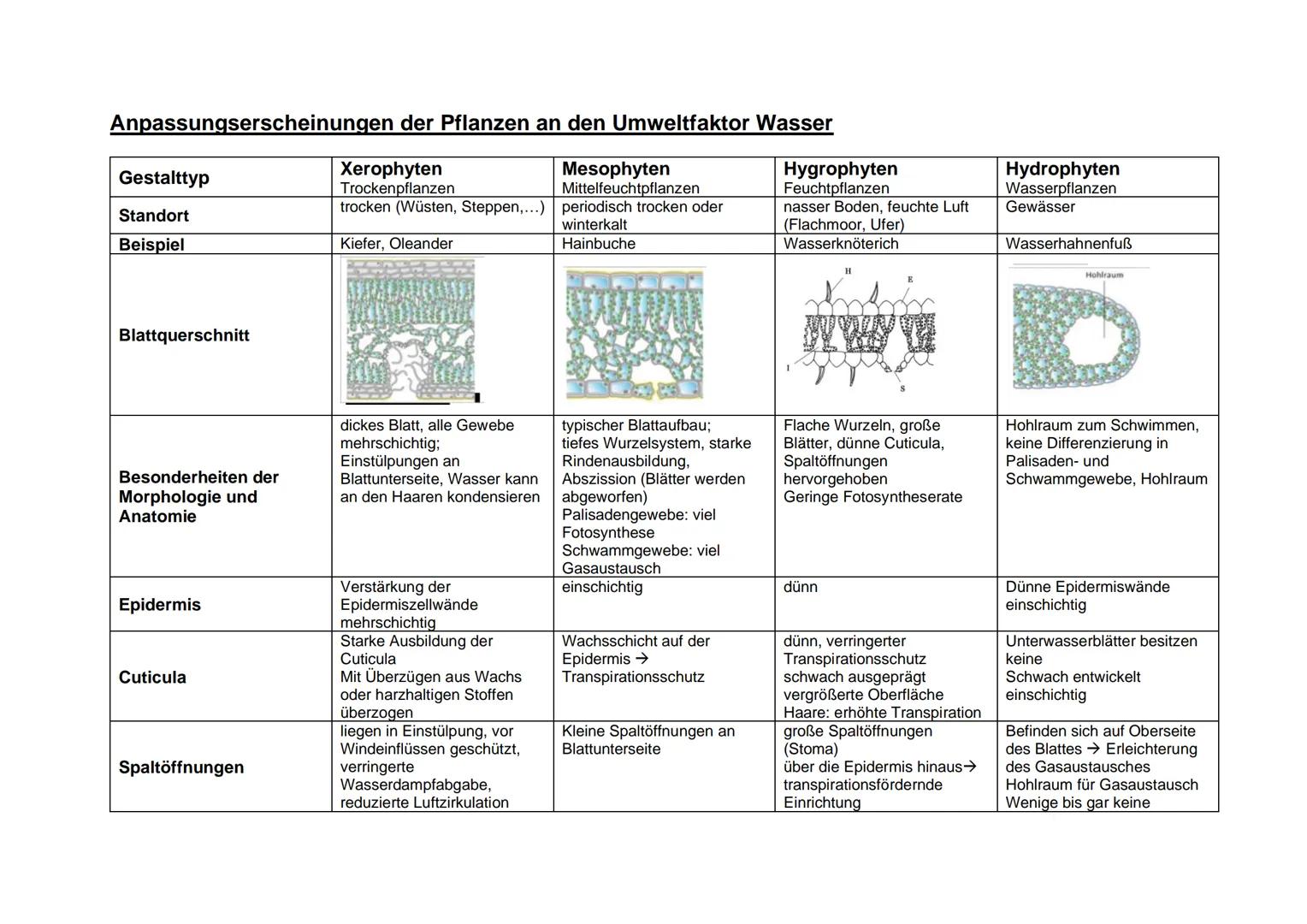 Anpassungserscheinungen der Pflanzen an den Umweltfaktor Wasser

| Gestalttyp | Xerophyten | Mesophyten | Hygrophyten | Hydrophyten |
| ----