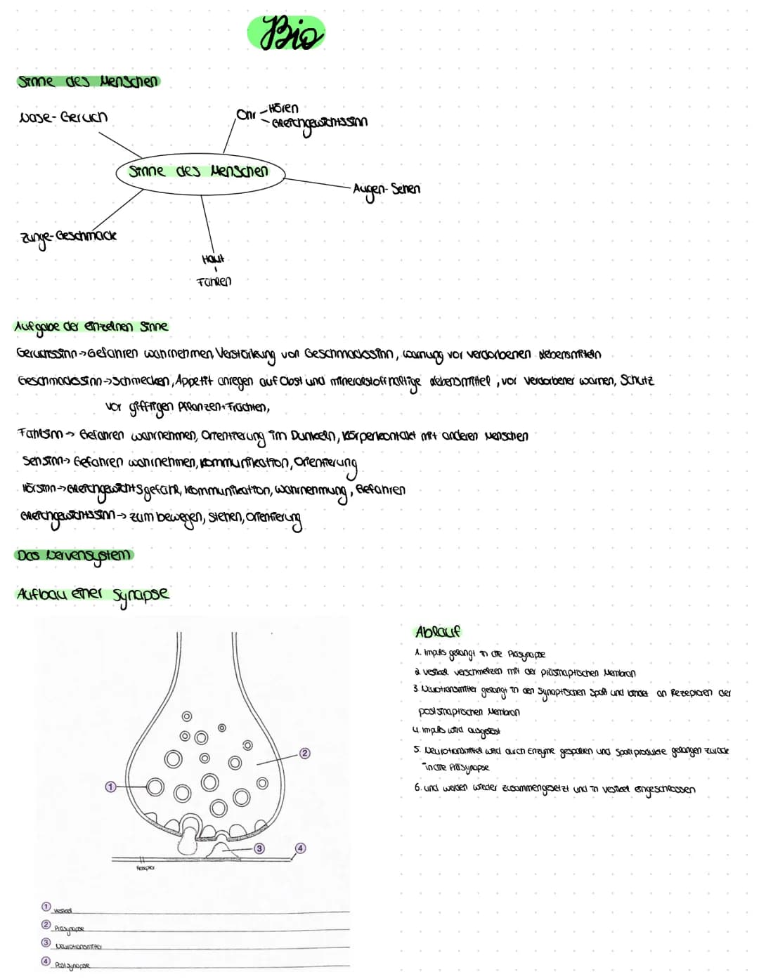 Sinne des Menschen
vase-Geruch
Zunge-Geschmack
Das Dervensystem
Aufbau einer Synapse
(3)
4
vestad
Prasynapse
Aufgabe der einzelnen Sinne
Ger