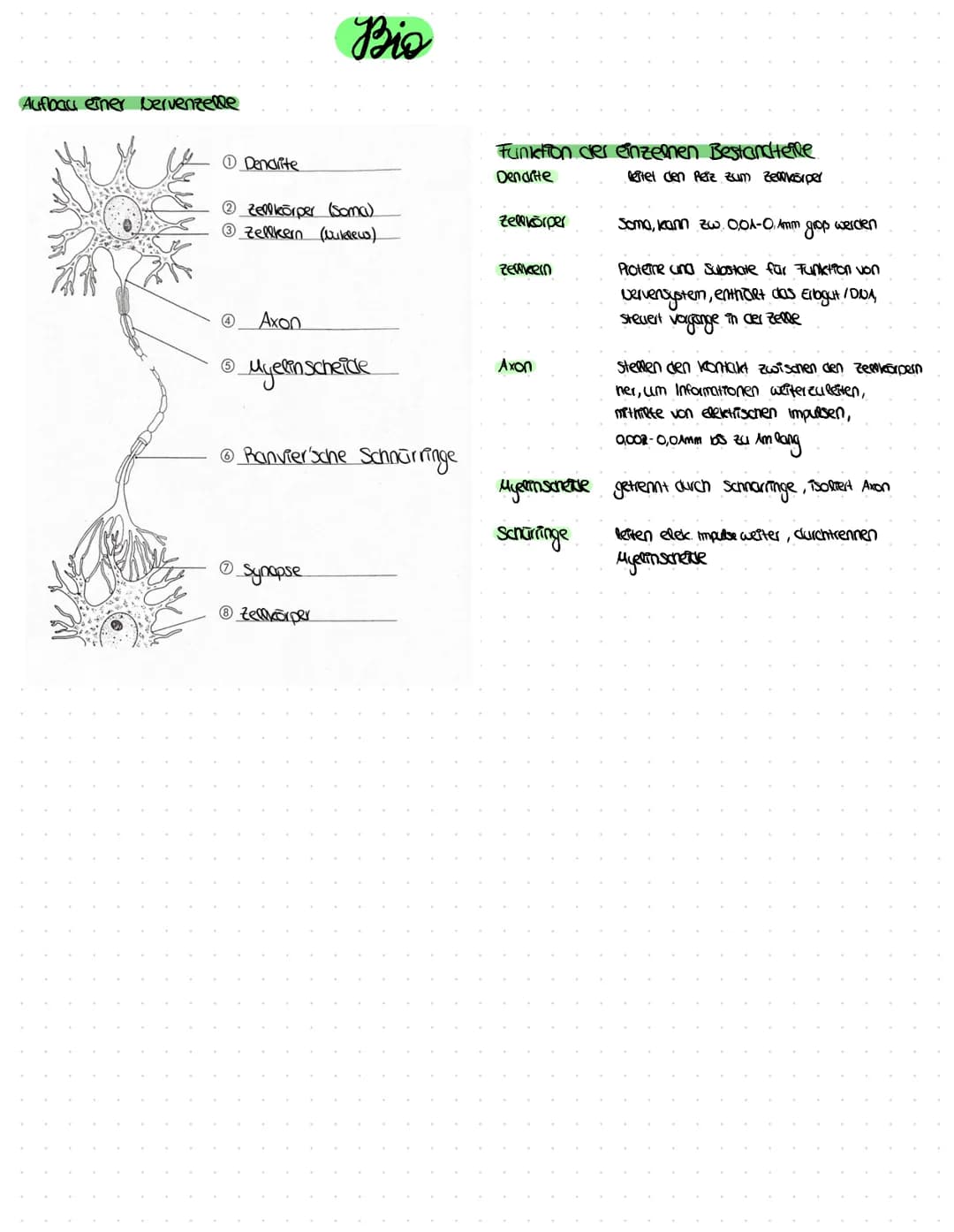 Sinne des Menschen
vase-Geruch
Zunge-Geschmack
Das Dervensystem
Aufbau einer Synapse
(3)
4
vestad
Prasynapse
Aufgabe der einzelnen Sinne
Ger