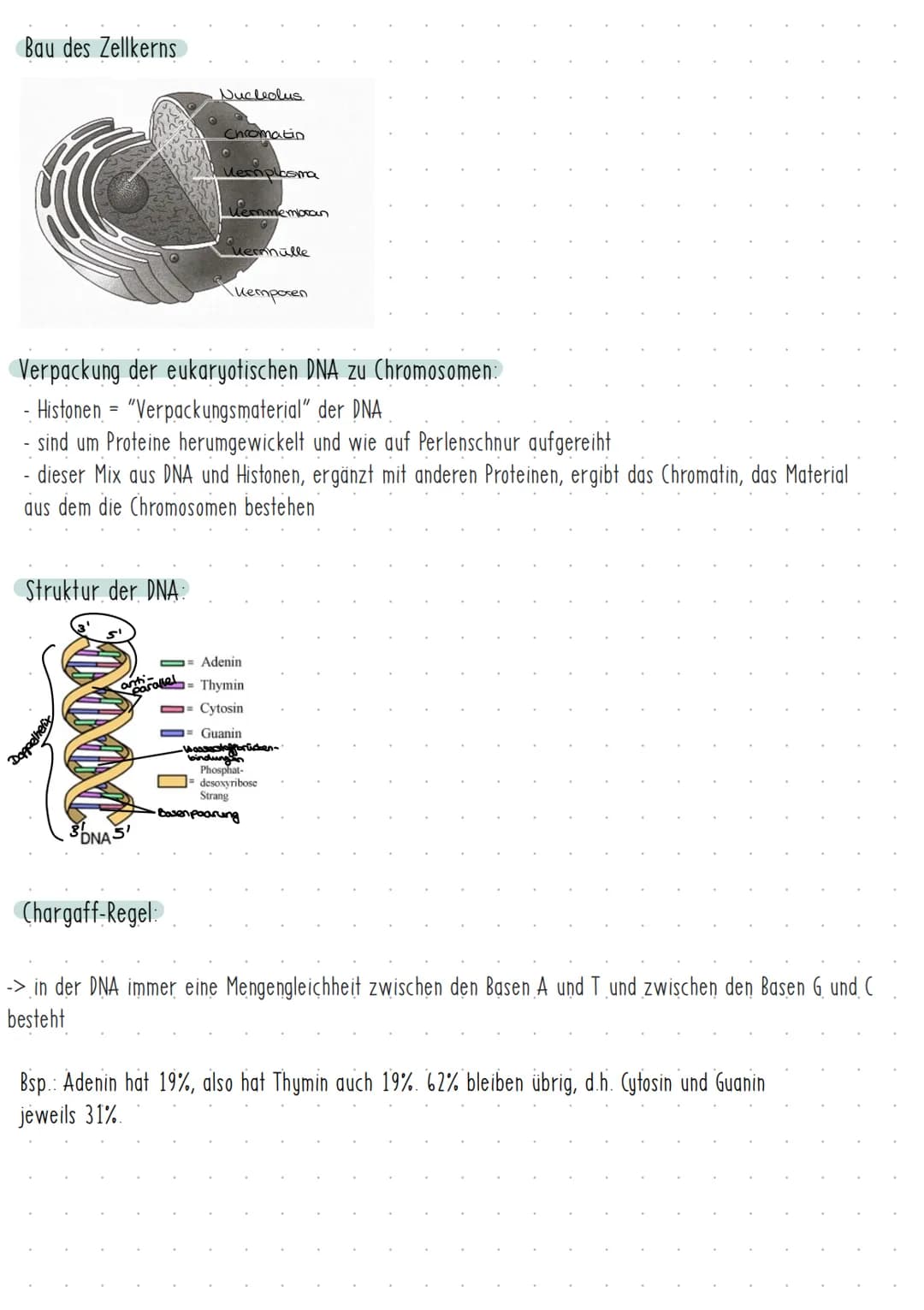 Bau des Zellkerns
Struktur der DNA:
Ayay pottr
10000
and arallel
3DNAS'
Nucleolus
Verpackung der eukaryotischen DNA zu Chromosomen:
-Histone