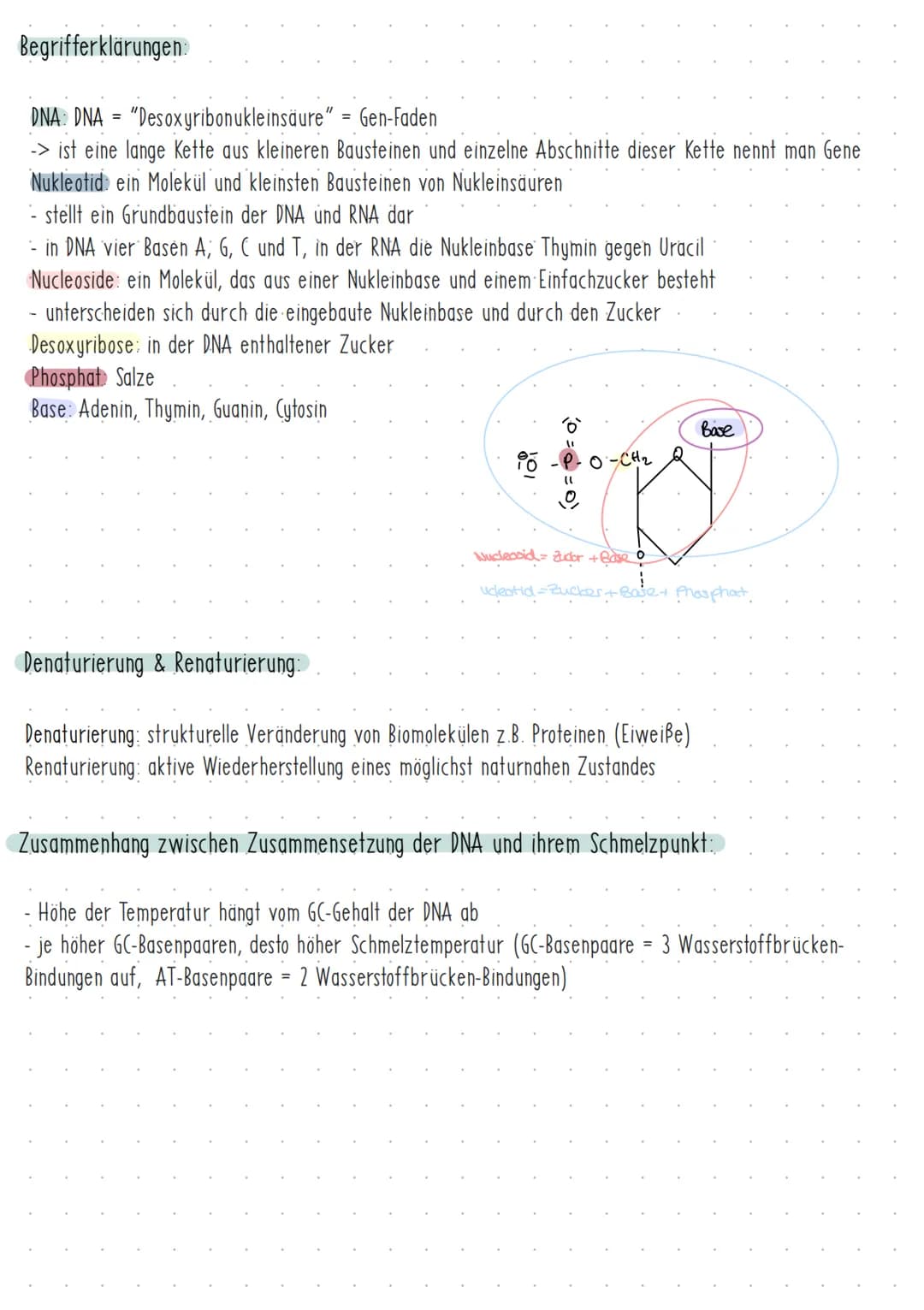 Bau des Zellkerns
Struktur der DNA:
Ayay pottr
10000
and arallel
3DNAS'
Nucleolus
Verpackung der eukaryotischen DNA zu Chromosomen:
-Histone