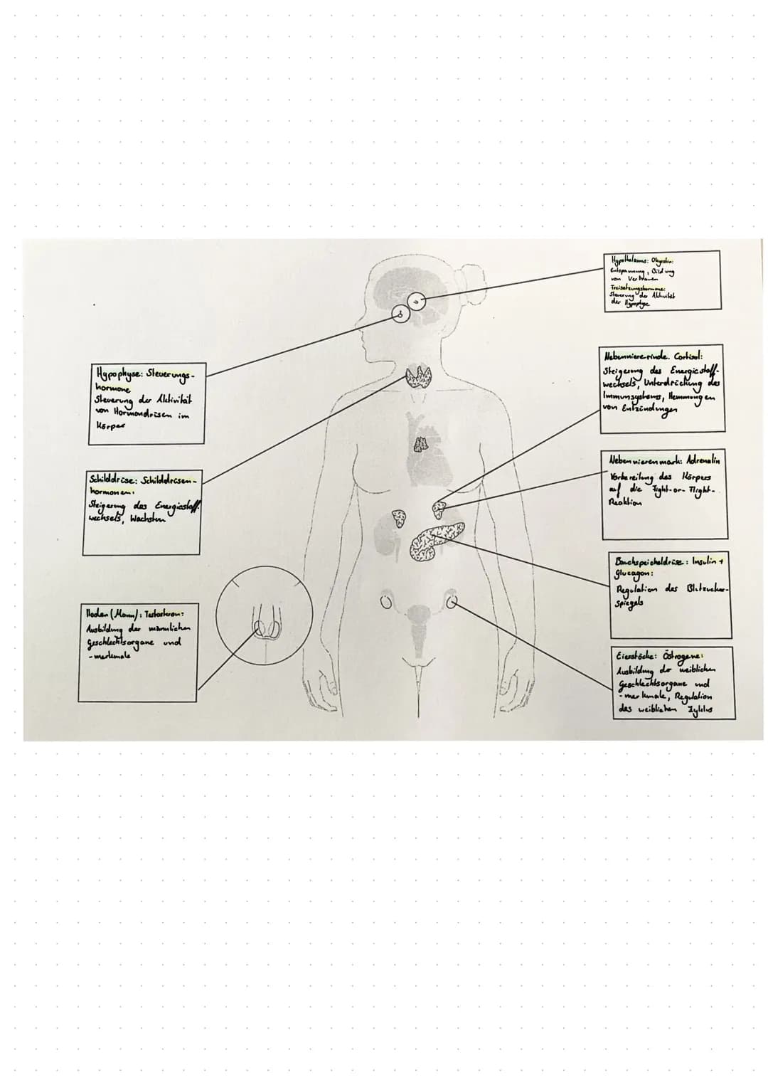 Hypophyse: Steuerungs-
hormone
Steuerung der Aktivitat
von Hormondrisen im
Körper
Schilddrüse: Schilddrüsen-
hormonem.
Steigerung das Energi
