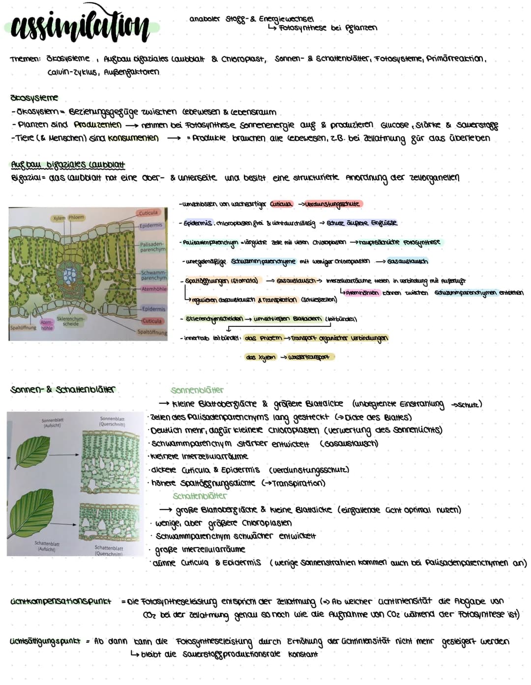assimilation
Themen: Ökosysteme, Augbau Digaziales caubblatt & Chloroplast, Sonnen- & Schattenblätter, Fotosysteme, Primārreaktion,
Caluin-Z