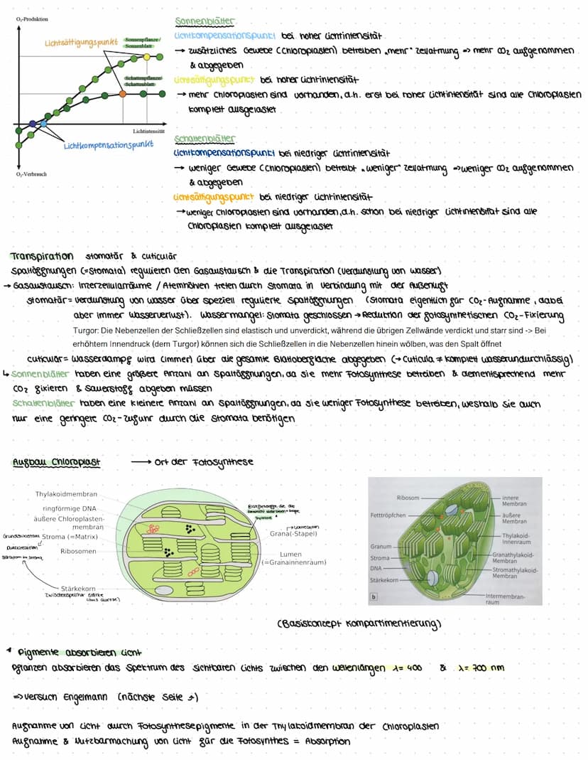 assimilation
Themen: Ökosysteme, Augbau Digaziales caubblatt & Chloroplast, Sonnen- & Schattenblätter, Fotosysteme, Primārreaktion,
Caluin-Z