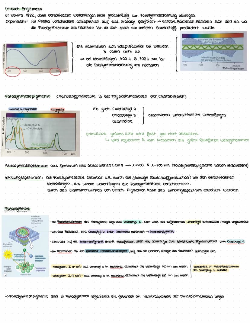 assimilation
Themen: Ökosysteme, Augbau Digaziales caubblatt & Chloroplast, Sonnen- & Schattenblätter, Fotosysteme, Primārreaktion,
Caluin-Z