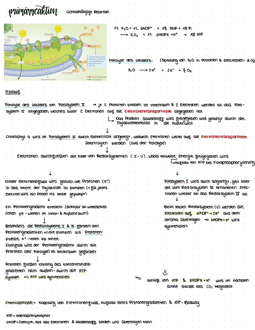 assimilation
Themen: Ökosysteme, Augbau Digaziales caubblatt & Chloroplast, Sonnen- & Schattenblätter, Fotosysteme, Primārreaktion,
Caluin-Z