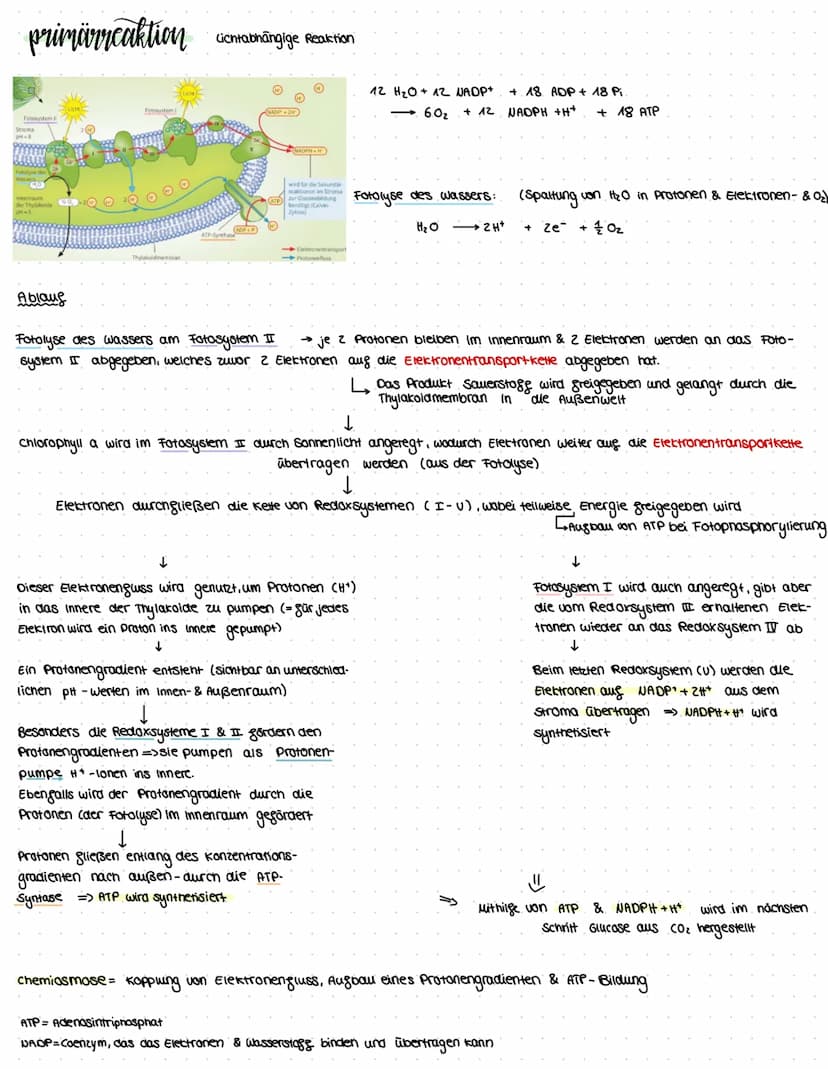 assimilation
Themen: Ökosysteme, Augbau Digaziales caubblatt & Chloroplast, Sonnen- & Schattenblätter, Fotosysteme, Primārreaktion,
Caluin-Z