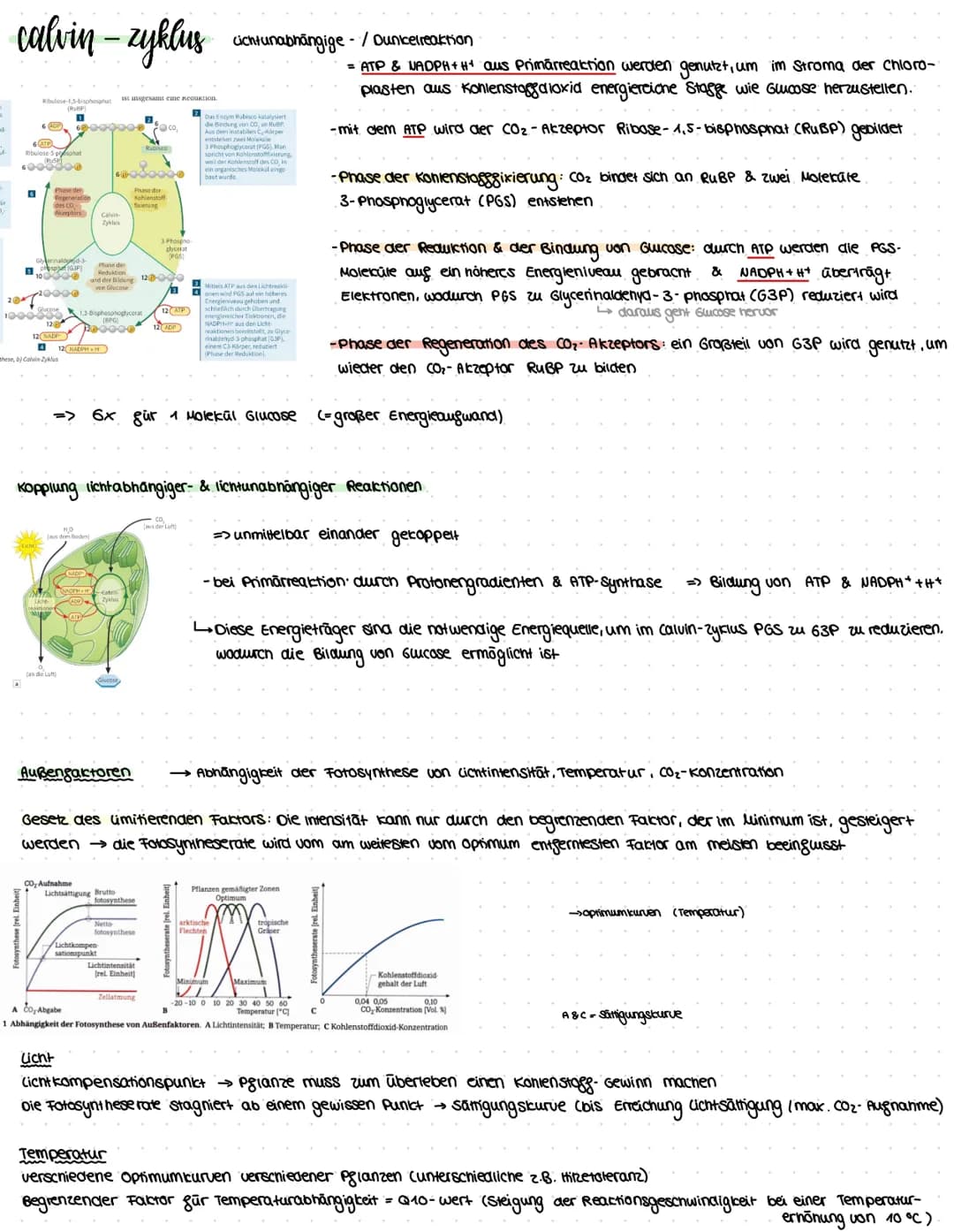 assimilation
Themen: Ökosysteme, Augbau Digaziales caubblatt & Chloroplast, Sonnen- & Schattenblätter, Fotosysteme, Primārreaktion,
Caluin-Z