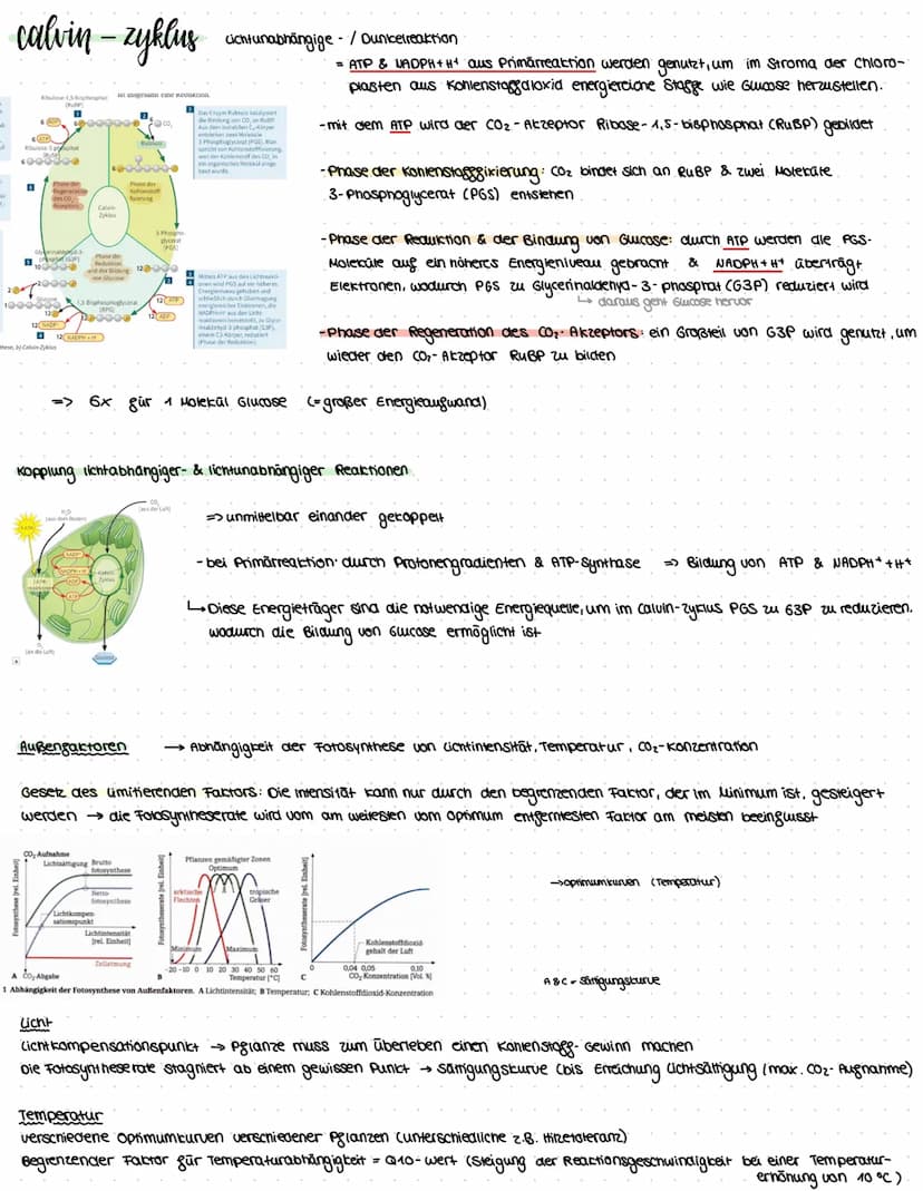assimilation
Themen: Ökosysteme, Augbau Digaziales caubblatt & Chloroplast, Sonnen- & Schattenblätter, Fotosysteme, Primārreaktion,
Caluin-Z