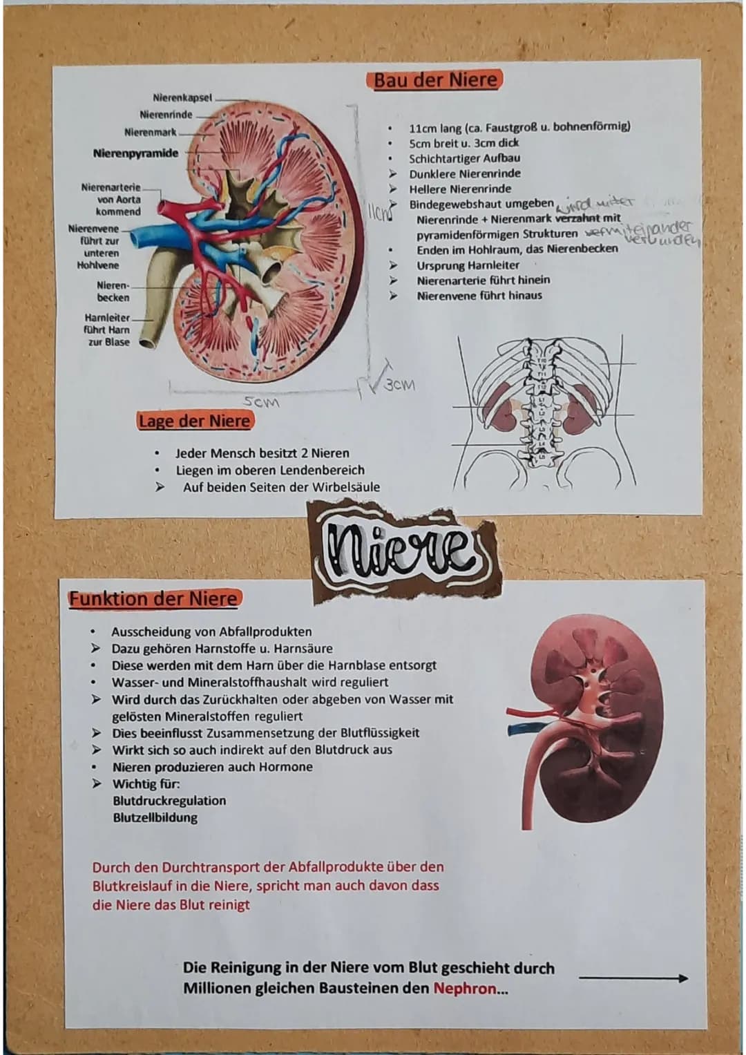 Nierenvene
führt zur
unteren
Hohlvene
Nierenpyramide
Nierenarterie.
von Aorta
kommend
Nierenmark
Nierenkapsel
Nierenrinde
Nieren-
becken
Har