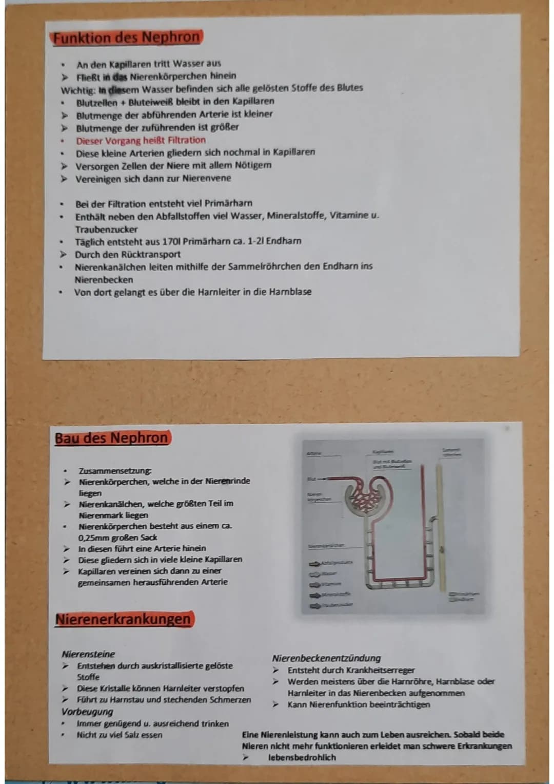 Nierenvene
führt zur
unteren
Hohlvene
Nierenpyramide
Nierenarterie.
von Aorta
kommend
Nierenmark
Nierenkapsel
Nierenrinde
Nieren-
becken
Har