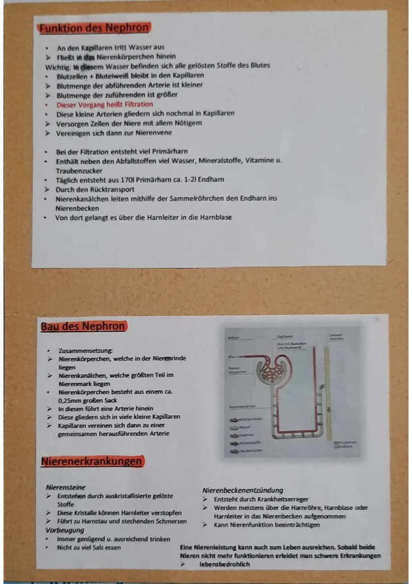 Nierenvene
führt zur
unteren
Hohlvene
Nierenpyramide
Nierenarterie.
von Aorta
kommend
Nierenmark
Nierenkapsel
Nierenrinde
Nieren-
becken
Har