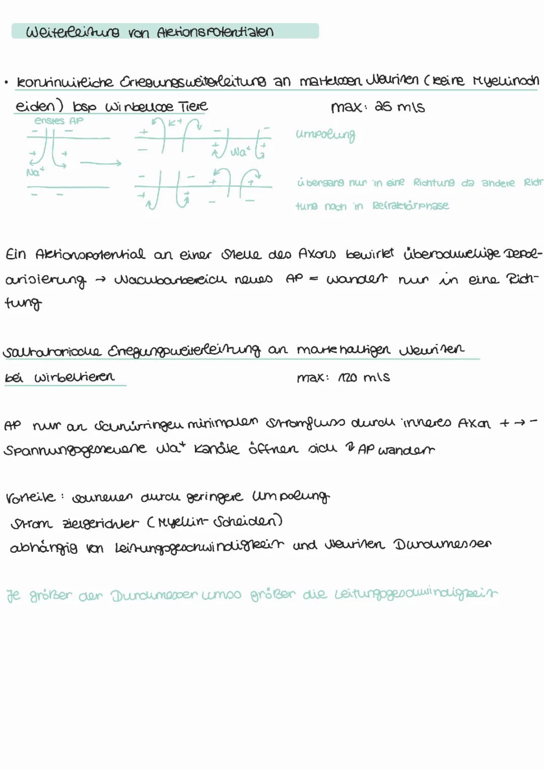 Weiterleitung von Aktionspotentialen