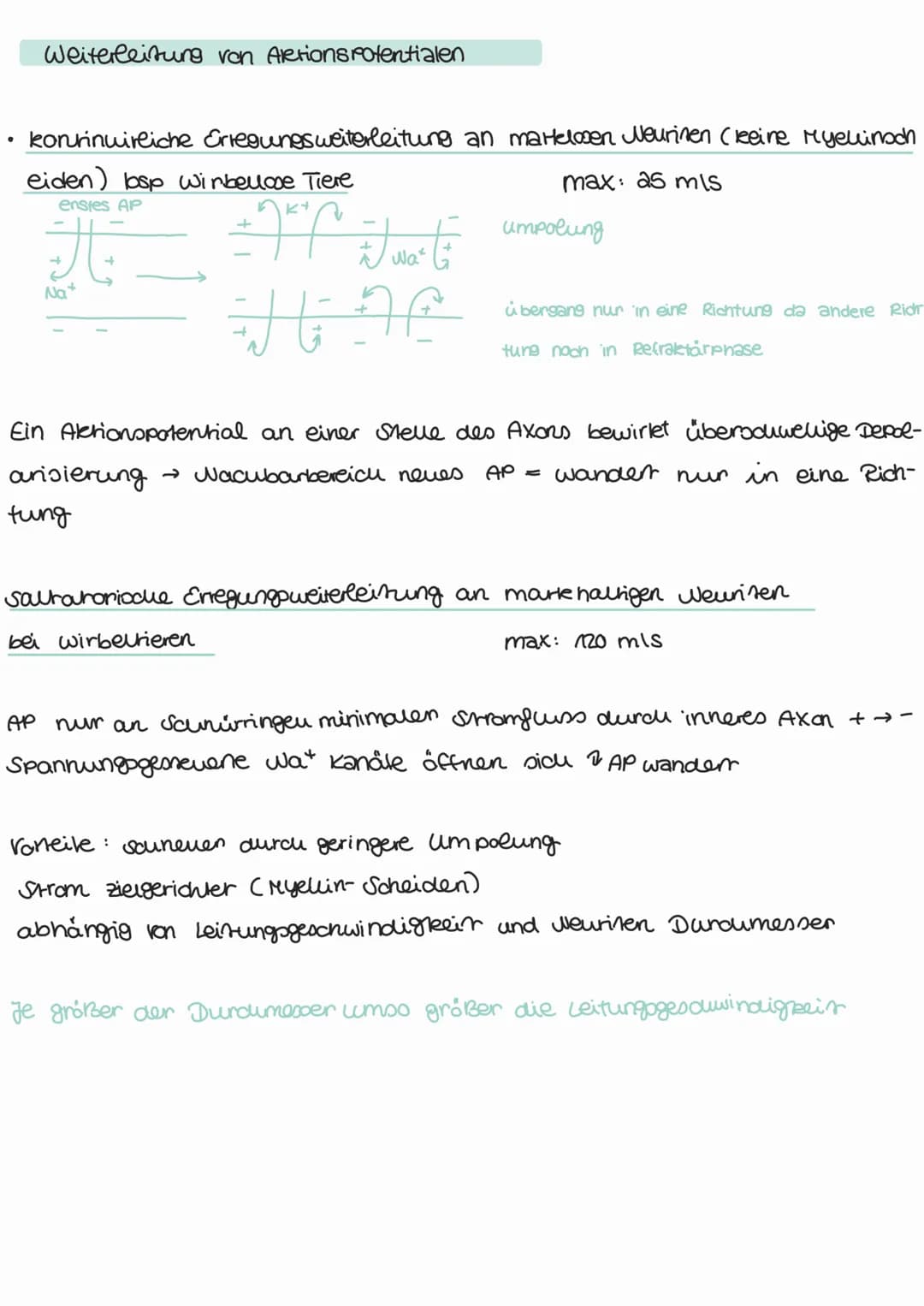 ●
Weiterleitung von Aletionspotentialen
kontinuirliche Erregungsweiterleitung an martelosen Neurinen (leine Myelinoch
eiden) losp wirbellose