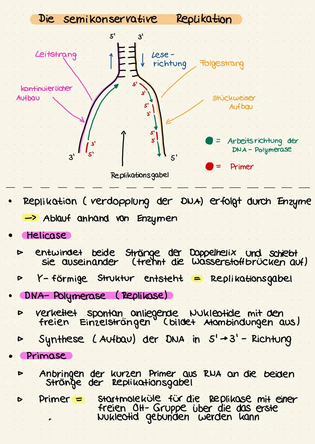 ●
Die semikonservative
Leitstrang
kontinuierlicher
Aufbau
▷
3¹
↓
m
is m
Lese-
richtung Folgestrang
is i
Replikation
Replikationsgabel
Y- för