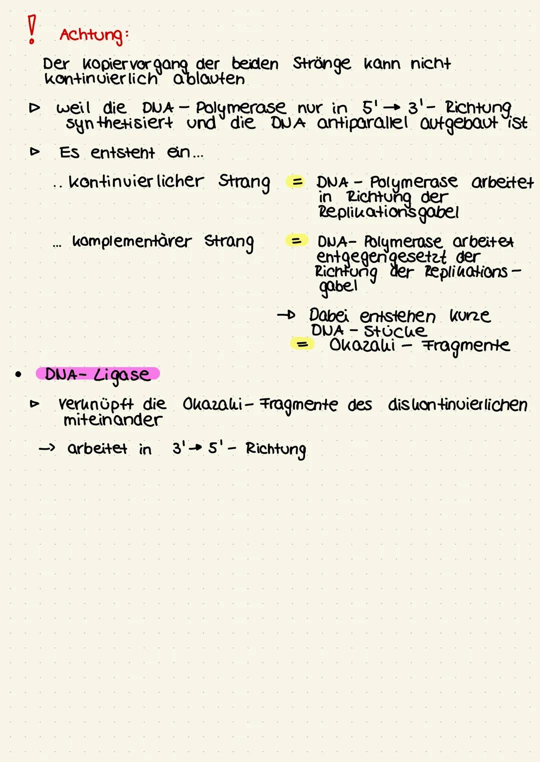 ●
Die semikonservative
Leitstrang
kontinuierlicher
Aufbau
▷
3¹
↓
m
is m
Lese-
richtung Folgestrang
is i
Replikation
Replikationsgabel
Y- för