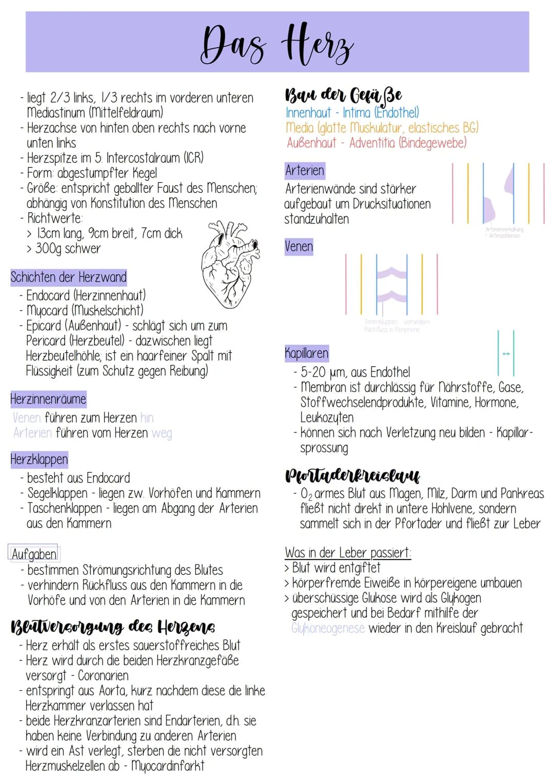 Herz-Kreislauf-System/Blut