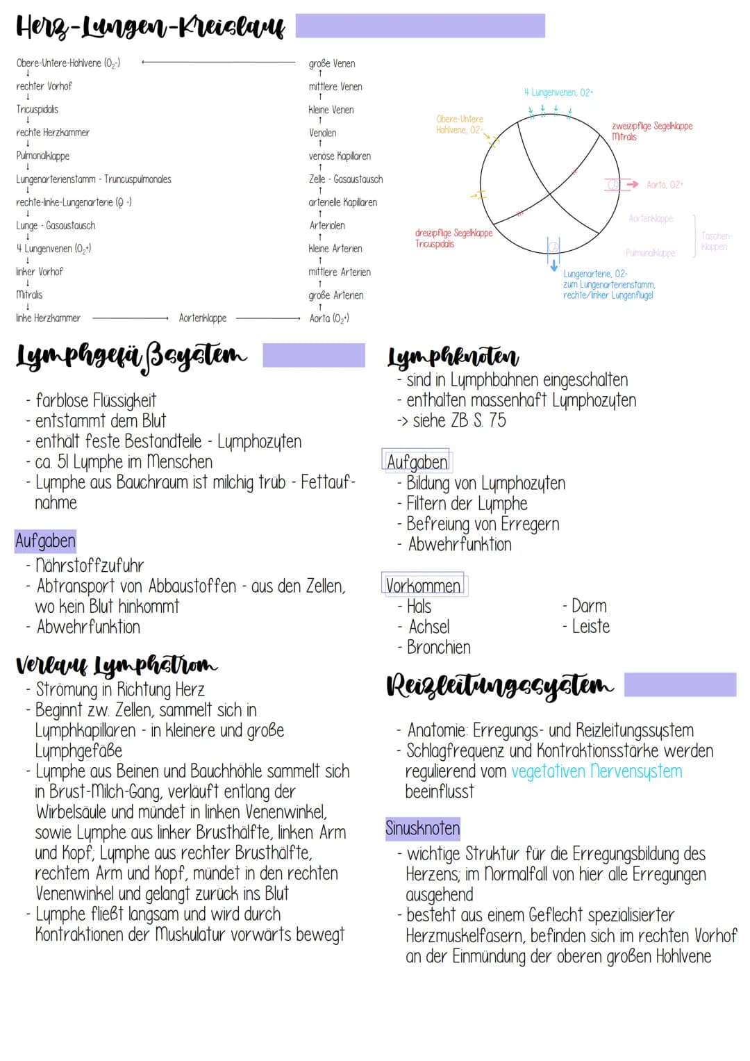 - liegt 2/3 links, 1/3 rechts im vorderen unteren
Mediastinum (Mittelfeldraum)
- Herzachse von hinten oben rechts nach vorne
unten links
- H