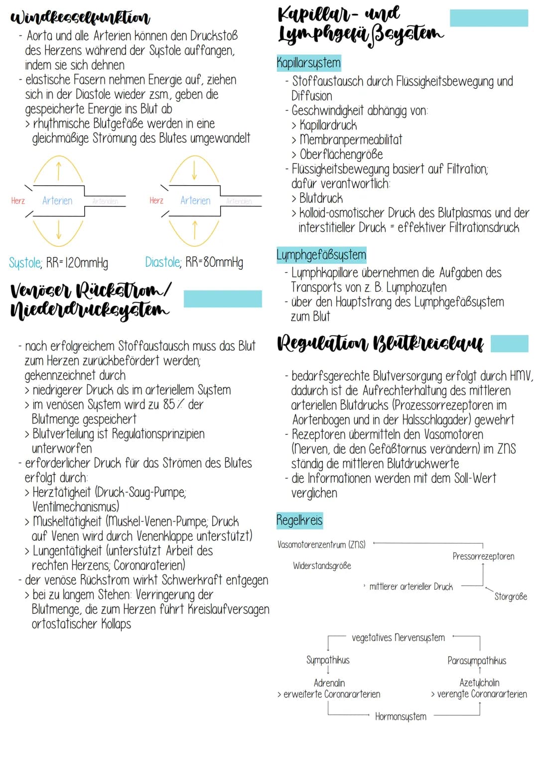 - liegt 2/3 links, 1/3 rechts im vorderen unteren
Mediastinum (Mittelfeldraum)
- Herzachse von hinten oben rechts nach vorne
unten links
- H